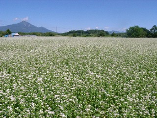 buckwheat flowers
