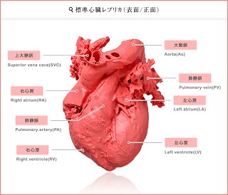 標準心臓レプリカ (表面/正面)